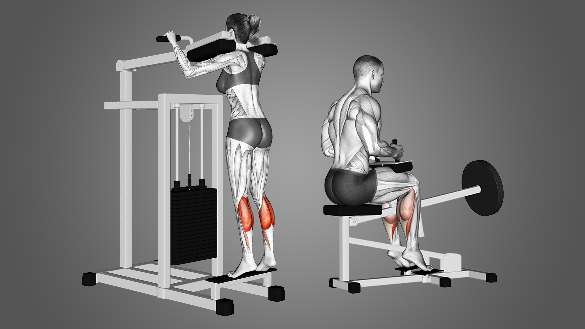 Mesin Calf Raise vs. Calf Raise Tradisional: Mana yang Lebih Baik?