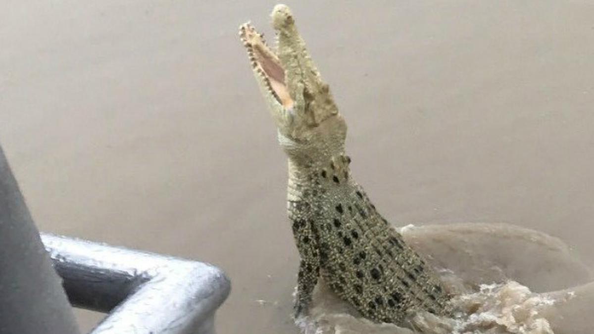 Penemuan Buaya di Jepang: Fakta atau Mitos?
